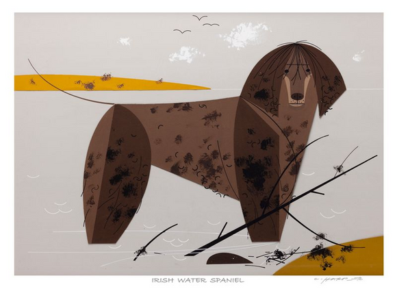Irish Water Spaniel Museum Quality Reproduction Giclee Print Of Archival Harper Original